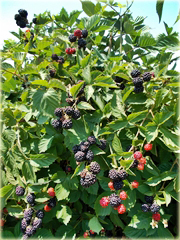 Morwa czarna Potrójna Korona, jeżyna gigant
